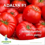 Adalya F1 Oturak Domates Fidesi