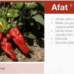 Afat F1 İsot(Urfa Tipi) Biber Fidesi