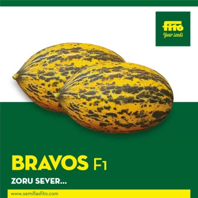 Bravos F1 Kırkağaç Kavun Fidesi