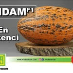 Endam F1 Kırkağaç Kavun Fidesi