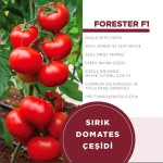 Forester F1 Sırık Domates Fidesi