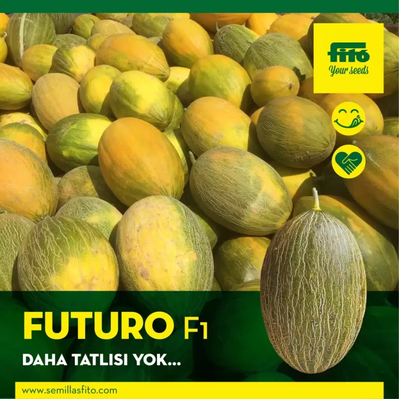 Futuro F1 Kırkağaç Kavun Fidesi