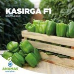 Kasırga F1 Dolma Biber Fidesi