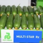 Multistar RZ (22-32) F1 Sırık Hıyar Fidesi