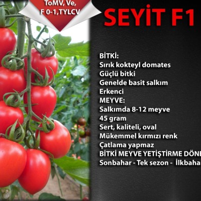 Seyit F1 Kokteyl Domates Fidesi