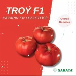 Troy F1 Oturak Domates Fidesi