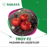 Troy F1 Oturak Domates Fidesi