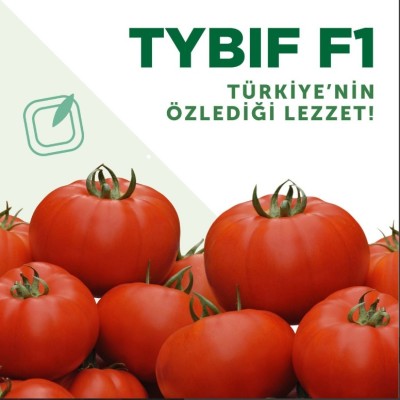 Tybif F1 Beef Domates Fidesi