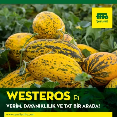 Westeros F1 Kırkağaç Kavun Fidesi